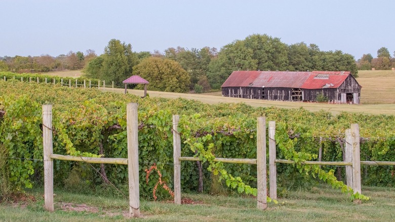 Lush vines in a vineyard, rustic barn with metal red roof in the background.