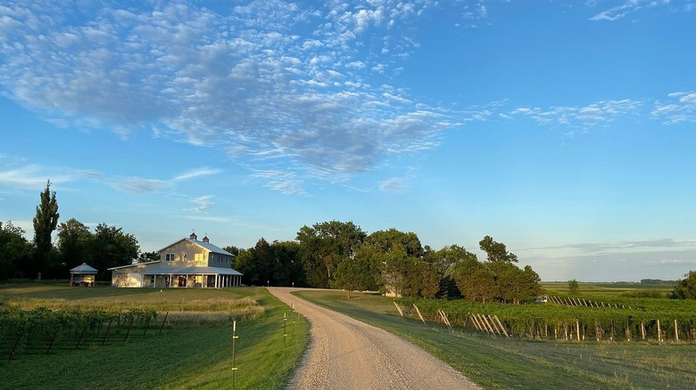 A dirt road flanked by vineyards under blue skies with few clouds, with yellow building of winery in the distance.