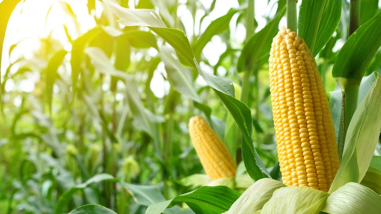 ears of corn in field