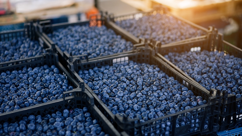Boxes of blueberries in the sunshine