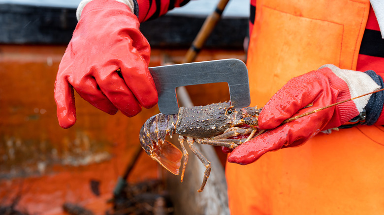 Measuring lobster on boat with tool