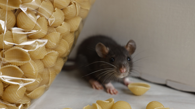 mouse next to bag of dry pasta