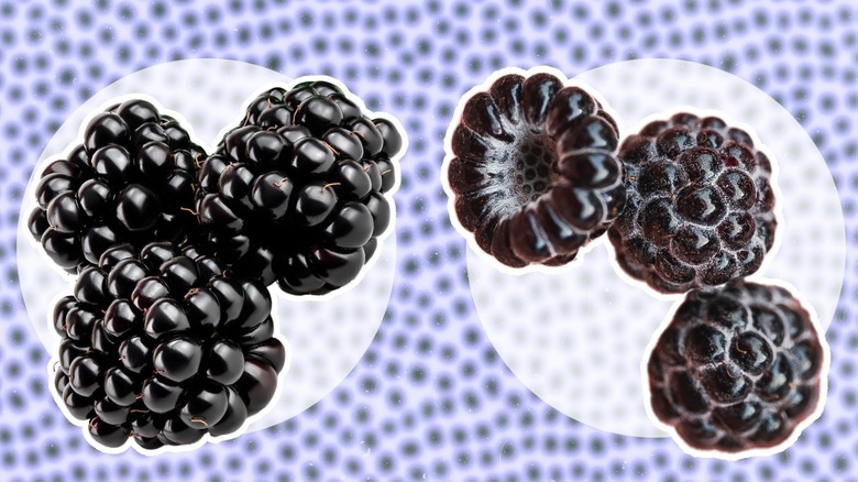 Blackberries and black raspberries side by side on a lavender background