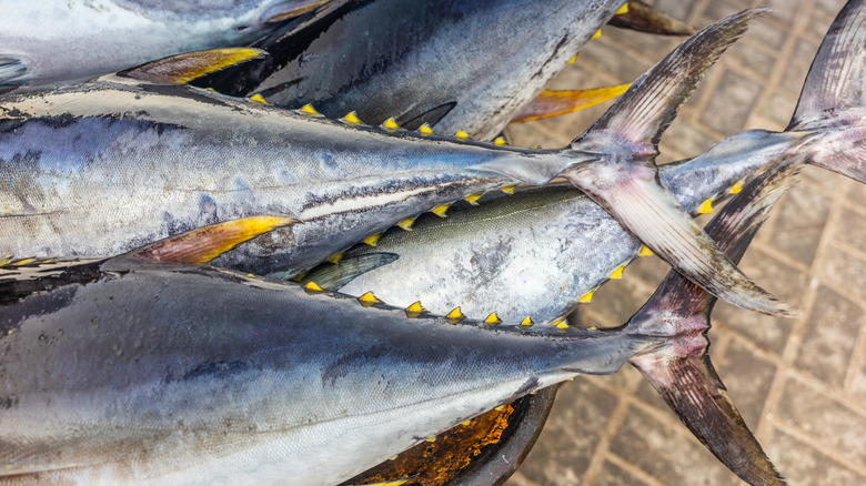 Yellowfin tuna at fish market 