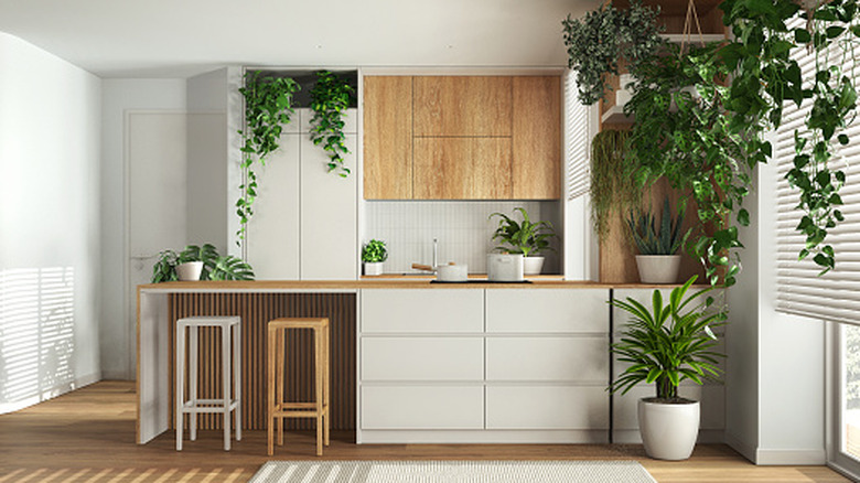 White and wooden kitchen with lots of houseplants