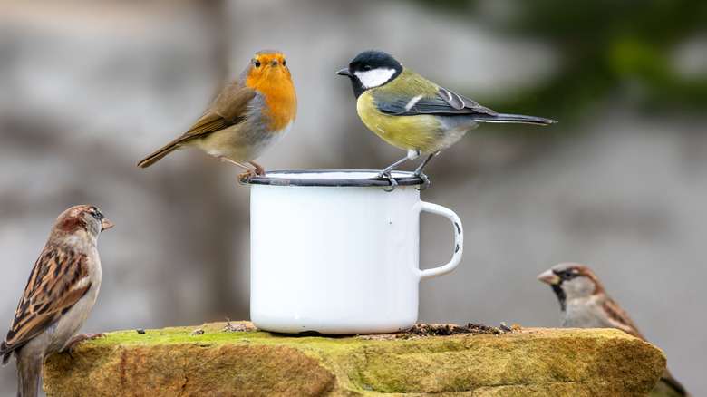 Birds perched on a mug