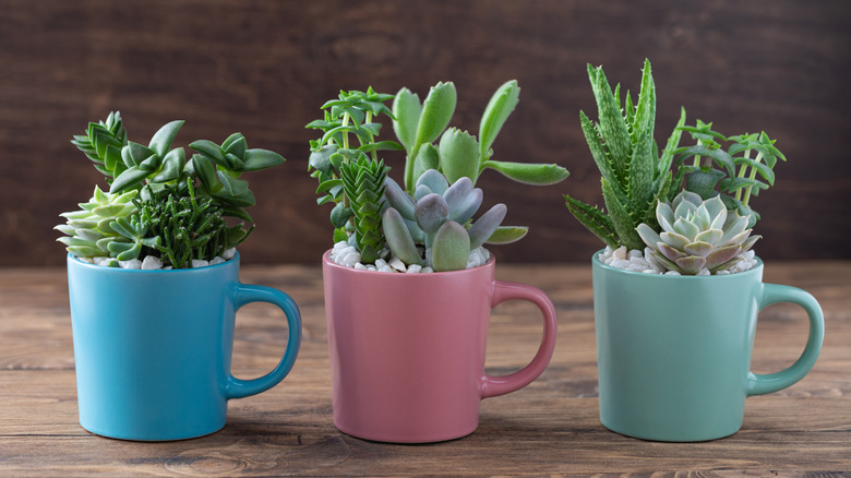 Succulents in coffee mugs