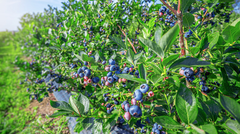 ripe blueberries grow on bush at farm
