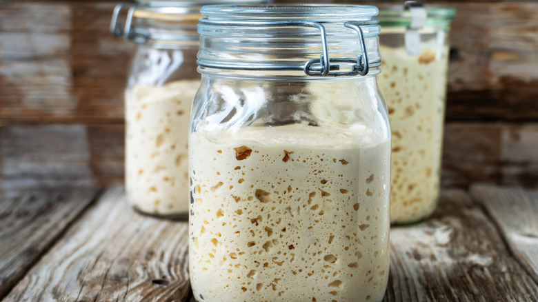 Three jars of sourdough starter