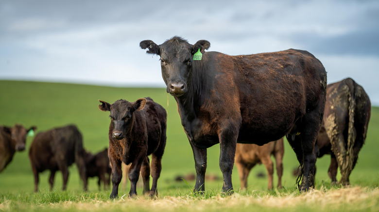 cattle grazing in pasture
