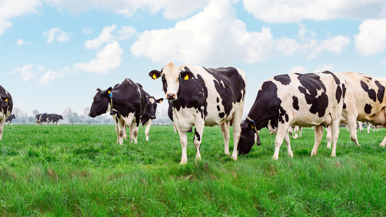 Pasture fed cows in field