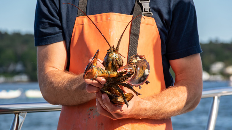 a lobster fisherman in an orange apron holding a live lobster