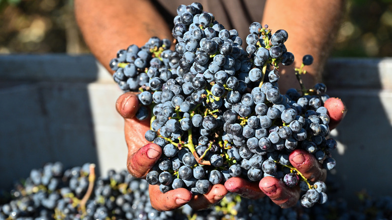 Someone holds up two handfuls of cabernet sauvignon grapes