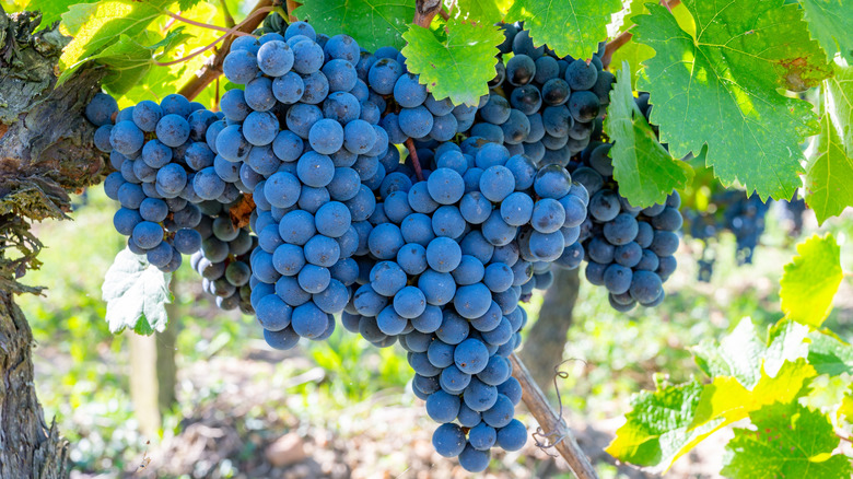 cabernet sauvignon grapes growing in a vineyard