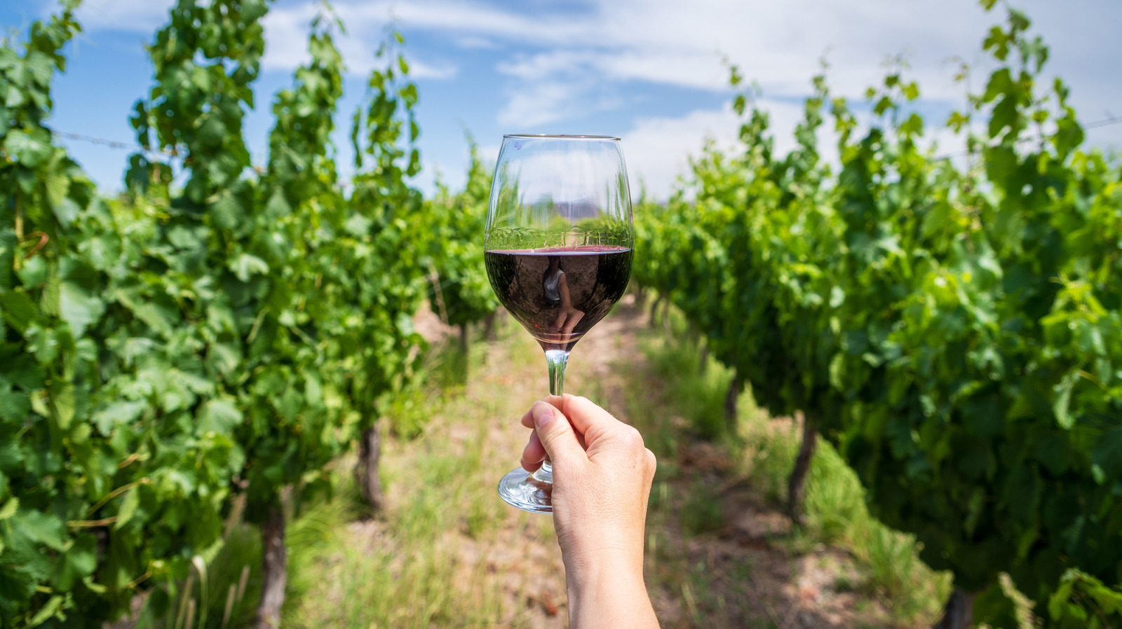 Cabernet Sauvignon Vs Pinot Noir: What's The Actual Difference