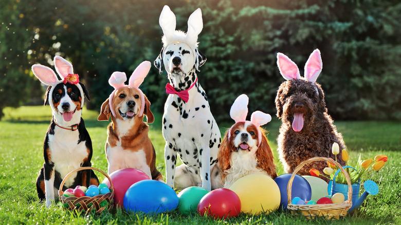 dogs in bunny ears