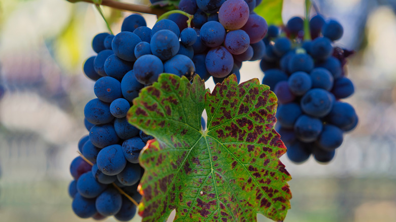 Deep blue grapes from California