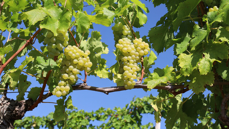 White sauvignon blanc grapes ripe on a vine