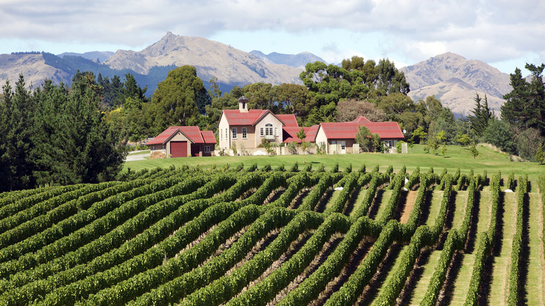 A sunny grape vineyard in New Zealand with rolling hills and mountains in the background