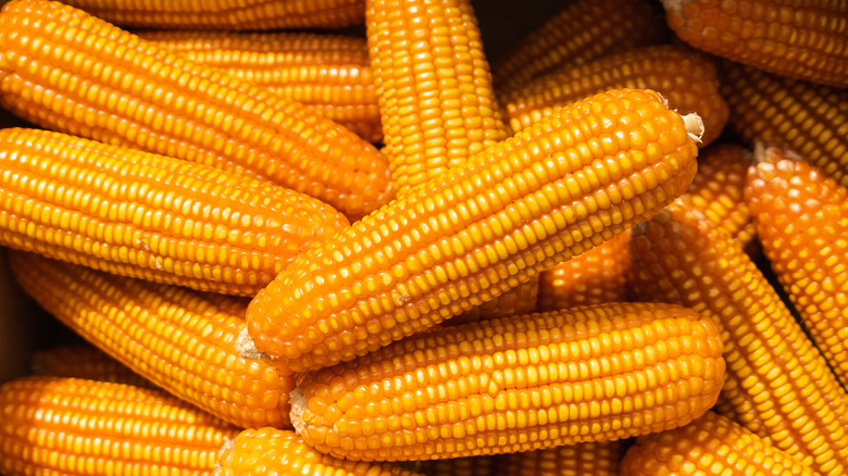 raw corn