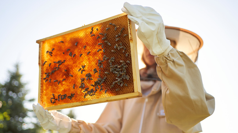 beekeeper examines a frame 