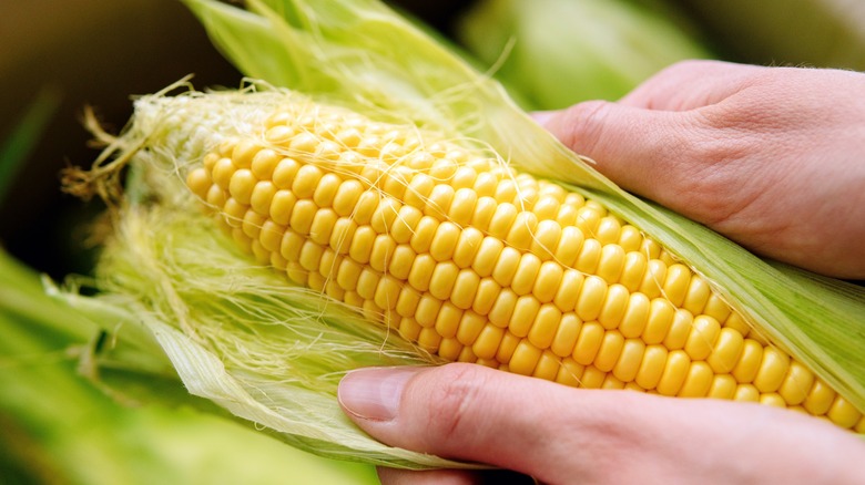 someone holding corn