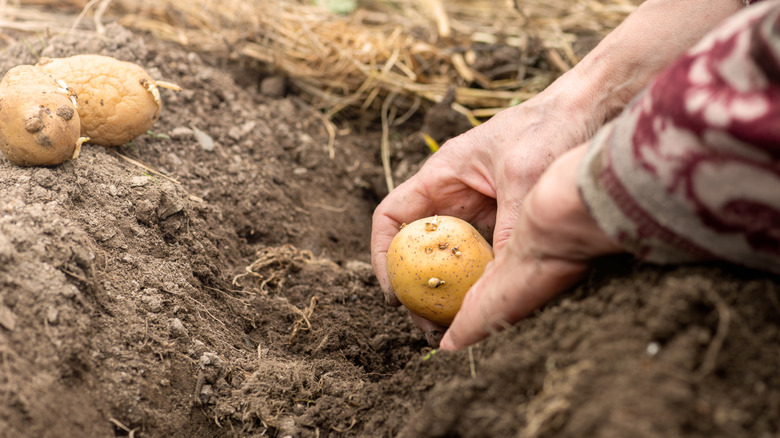 Farmer's hand planting a sprouted potato into the soil