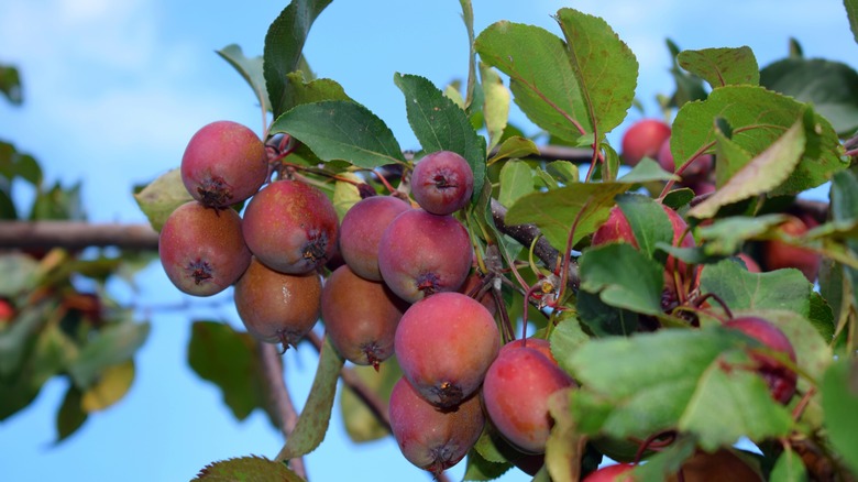 crab apples on tree