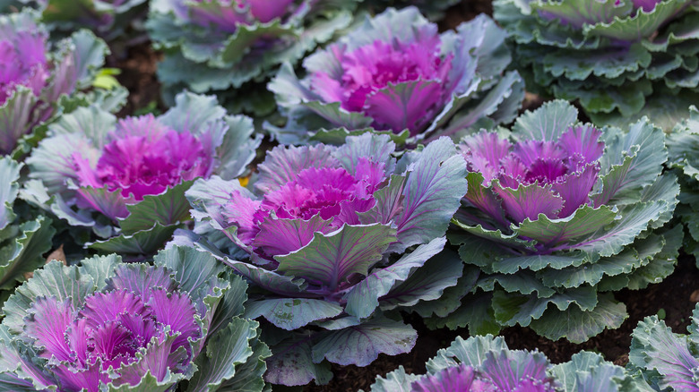 Pink and green ornamental kale