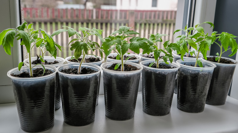 tomato seedlings in plastic cups on window sill