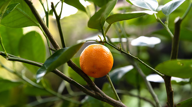 A single ripe orange hanging from a branch.