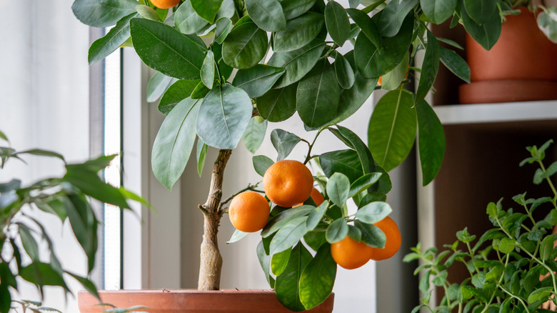 An orange tree, with fruit,  growing indoors by a window, next to several other plant pots.