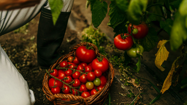 A person squats in front of a tomato vine and a basket full of perfectly ripe tomatoes
