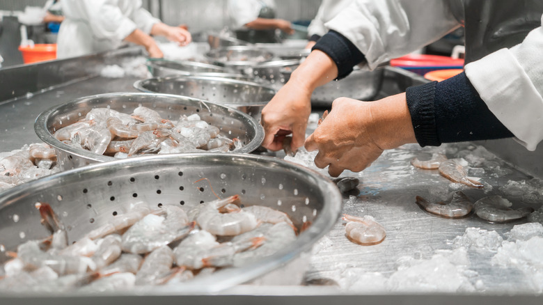 inspecting frozen shrimp