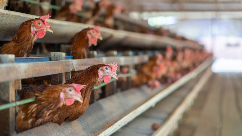 egg chickens in cages