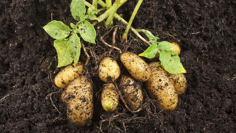small potato plant in dirt