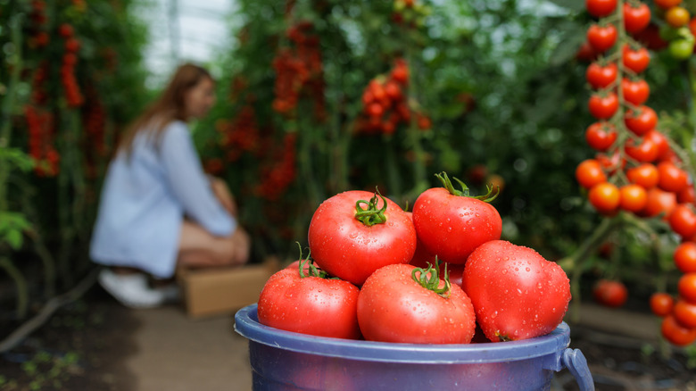 A bucket of red tomatoes in the foreground with a blurred tomato garden being tended to by a gardener in the background.