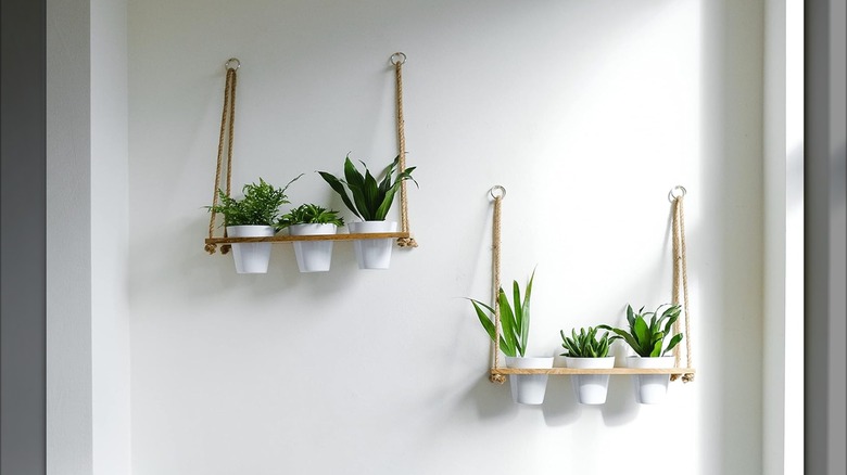 Herbs hanging from hooks on wall