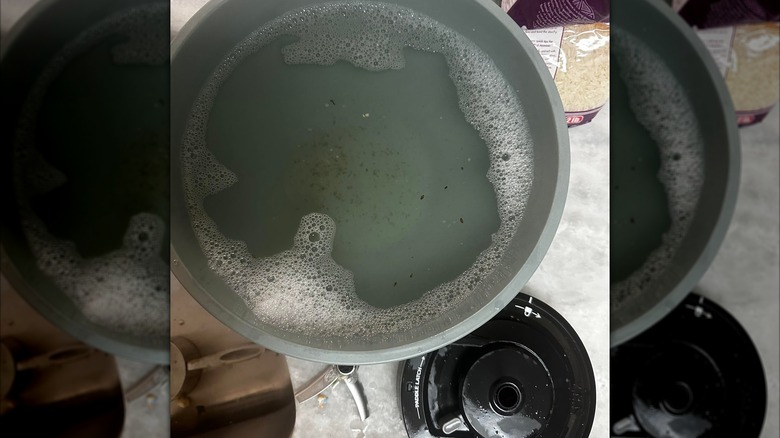 Fruit fly eggs in Ninja CREAMi lid filled with soapy water