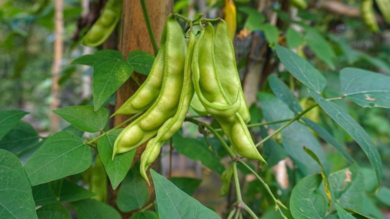 Pods of lima beans.