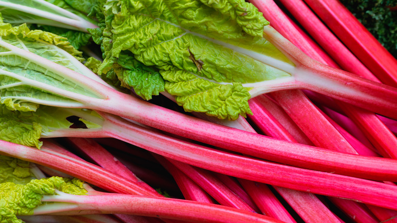 Pink stalks of rhubarb with vibrant green leaves.
