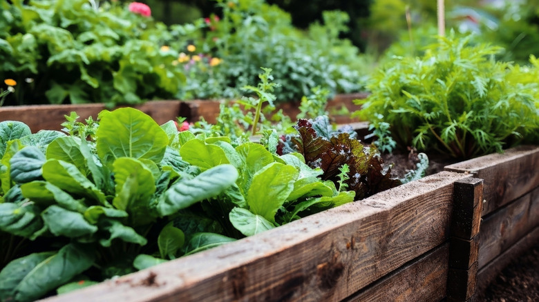 Close-up of a raised bed with a wide variety of plants shown