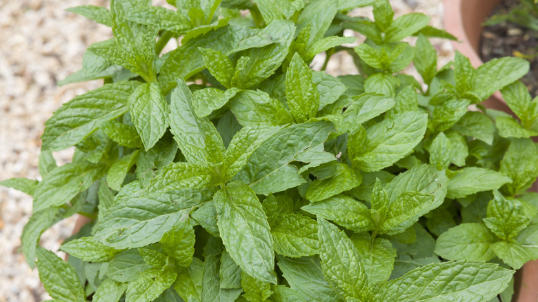 Close top-down view of a mint plant in a pot