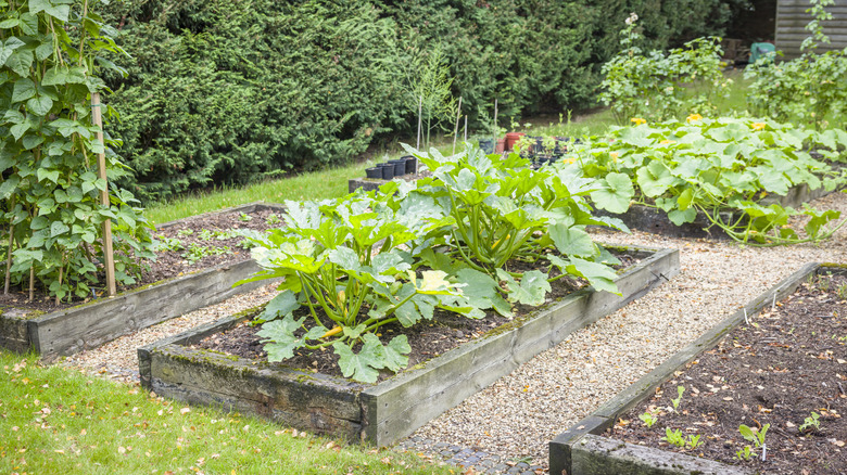 Wide shot of a garden showing several raised beds