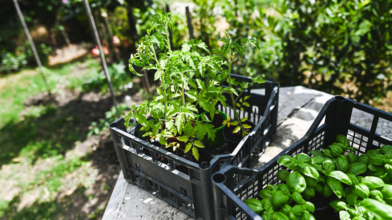 Crates of both tomato and basil seedlings next to each other outside