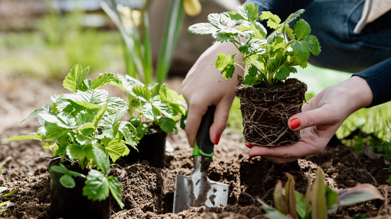 Gardener planting strawberries into the ground on a sunny day