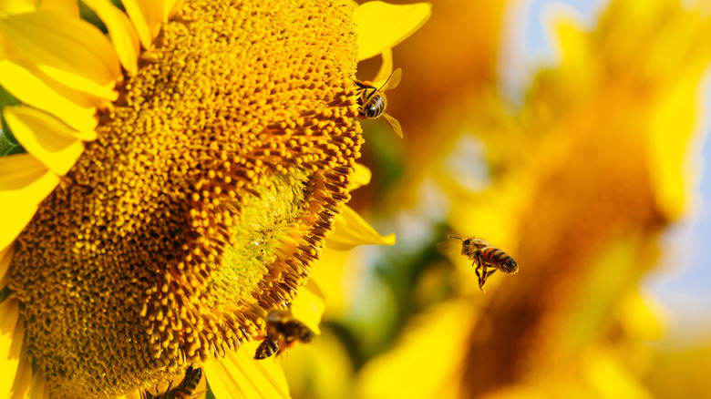 Close-up of a sunflower head with several honeybees active around it