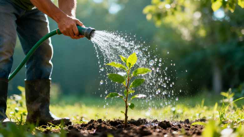 Close-up of someone watering a plant, backlit by bright sunshine