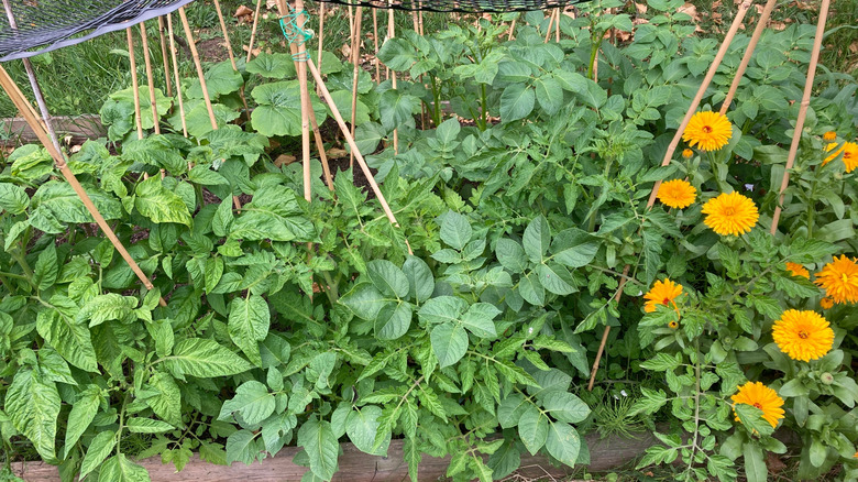 Overview of a very busy garden bed that is a little too overcrowded