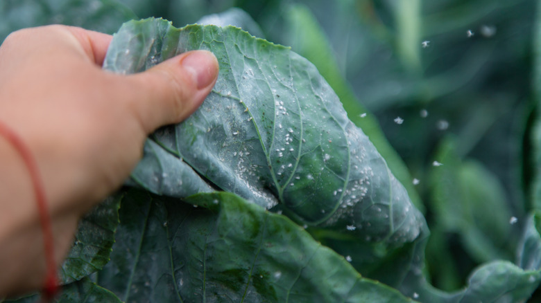 Person lifting up a large cabbage leaf, showing an infestation of whiteflies underneath